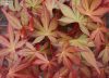 Csüngő ágú Japán juhar - Acer palmatum "Cascade Ruby" P19