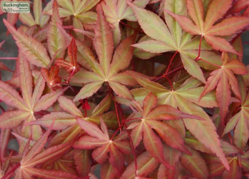 Csüngő ágú Japán juhar - Acer palmatum "Cascade Ruby" P19