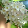 Dúsvirágú Gyöngyvirágcserje - Deutzia lemoinei