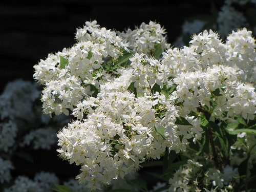 Dúsvirágú Gyöngyvirágcserje - Deutzia lemoinei