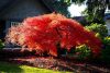 Japán juhar - Acer palmatum "Orangeola"