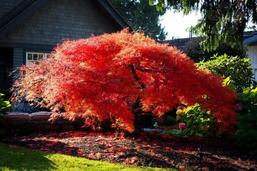 Japán juhar - Acer palmatum "Orangeola"