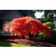 Japán juhar - Acer palmatum "Orangeola"