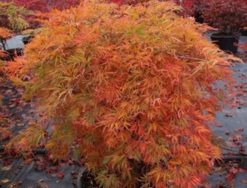 Japán juhar - Acer palmatum "Orangeola"