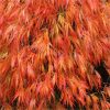 Japán juhar - Acer palmatum "Orangeola"