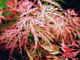 Japán juhar - Acer palmatum "Orangeola"