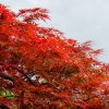 Japán juhar - Acer palmatum "Orangeola"