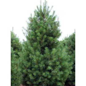 Simafenyő / Selyemfenyő - Pinus strobus