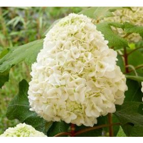   Tölgylevelű hortenzia - Hydrangea Quercifolia "Tara"
