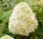 Tölgylevelű hortenzia - Hydrangea Quercifolia "Tara"
