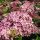Cserjés Hortenzia " Sweet Annabelle" - Hydrangea Arborescens C5