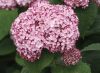 Cserjés Hortenzia " Sweet Annabelle" - Hydrangea Arborescens C5