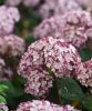 Cserjés Hortenzia " Sweet Annabelle" - Hydrangea Arborescens C5