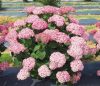 Cserjés Hortenzia " Sweet Annabelle" - Hydrangea Arborescens C5