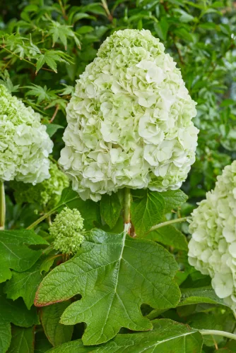 Tölgylevelű hortenzia - Hydrangea Quercifolia "Tara"