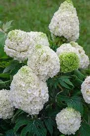 Tölgylevelű hortenzia - Hydrangea Quercifolia "Tara"