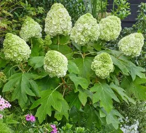 Tölgylevelű hortenzia - Hydrangea Quercifolia "Tara"