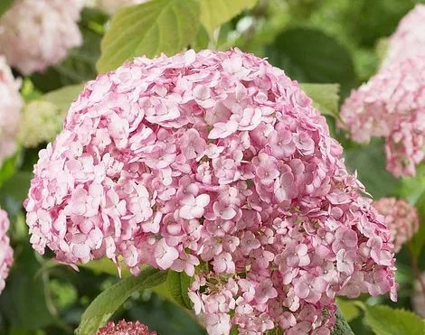 Cserjés hortenzia " Candybelle Bubblegum " - Hydrangea Arborescens - 