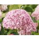 Cserjés hortenzia " Candybelle Bubblegum " - Hydrangea Arborescens - 