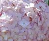 Cserjés hortenzia " Candybelle Bubblegum " - Hydrangea Arborescens - K12