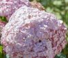 Cserjés hortenzia " Candybelle Bubblegum " - Hydrangea Arborescens - K12