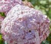 Cserjés hortenzia " Candybelle Bubblegum " - Hydrangea Arborescens - 