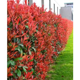Korallberkenye - Photinia 'Red Robin'