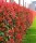 Korallberkenye - Photinia 'Red Robin'