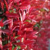 Korallberkenye - Photinia 'Red Robin'