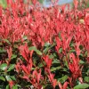 Korallberkenye - Photinia 'Red Robin'