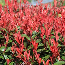 Korallberkenye - Photinia 'Red Robin'
