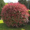 Korallberkenye - Photinia 'Red Robin'