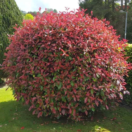 Korallberkenye - Photinia 'Red Robin'