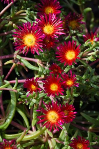 Kristályvirág / Délvirág - Delosperma cooperi 'Delmara Fuchsia'