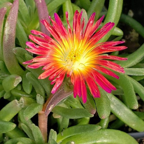 Kristályvirág / Délvirág - Delosperma cooperi 'Delmara Fuchsia'