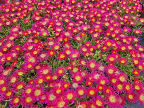 Kristályvirág / Délvirág - Delosperma cooperi 'Delmara Fuchsia'