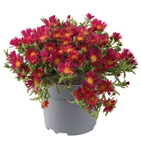 Kristályvirág / Délvirág - Delosperma cooperi 'Delmara Fuchsia'