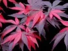 Japán juhar - Acer palmatum "Fujinami" K12