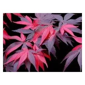 Japán juhar - Acer palmatum "Fujinami" K12