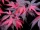 Japán juhar - Acer palmatum "Fujinami" K12
