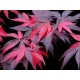 Japán juhar - Acer palmatum "Fujinami" K12