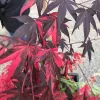 Japán juhar - Acer palmatum "Fujinami" K12