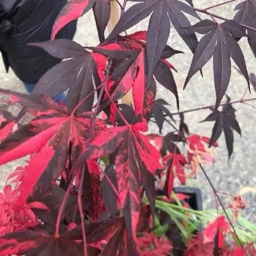 Japán juhar - Acer palmatum "Fujinami" K12