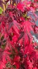 Japán juhar - Acer palmatum "Fujinami" K12