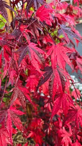 Japán juhar - Acer palmatum "Fujinami" K12