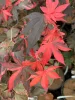 Japán juhar - Acer palmatum "Fujinami" K12
