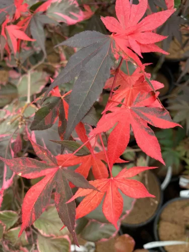 Japán juhar - Acer palmatum "Fujinami" K12