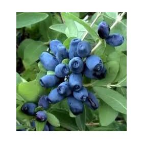   Kamcsatkai mézbogyó - Lonicera kamtschatica 'Duet"