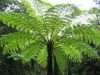 Ausztrál fa páfrány - Cyathea cooperi "Highland Lace"