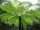 Ausztrál fa páfrány - Cyathea cooperi "Highland Lace"